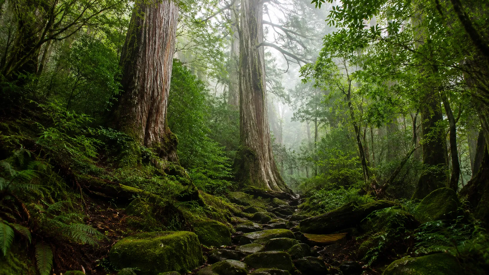屋久島の太古の森のイメージ